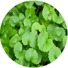 ツボクサエキス