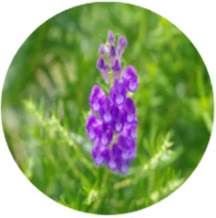 HERMOSA｜SERIEUX Aqua Savior Mist ACT Refill