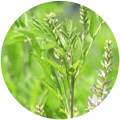 カンゾウ根エキス