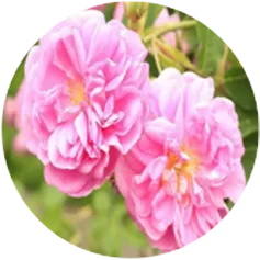 ダマスクバラ花エキス