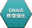 DNAの修復強化
