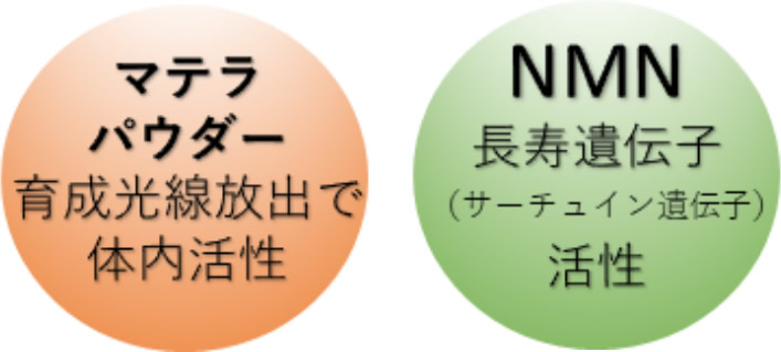 【マテラパウダー】育成光線放出で体内活性【NMN】長寿遺伝子（サーチュイン遺伝子）活性